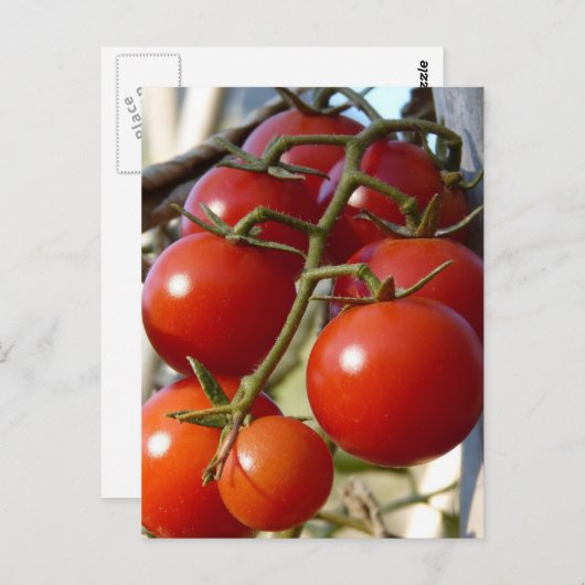 Carte postale Tomates (Devant / Derrière)