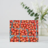 Carte Postale Tomates à vendre (Debout devant)