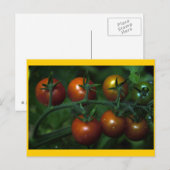 Carte Postale Tomates cerises (Devant / Derrière)