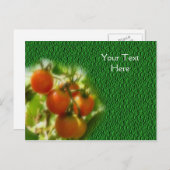 Carte Postale Tomates Cerises Sur La Vigne Nature (Devant / Derrière)