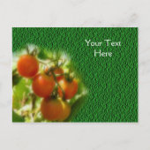 Carte Postale Tomates Cerises Sur La Vigne Nature (Devant)