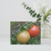 Carte postale Tomates orange et rouge (Debout devant)