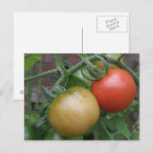 Carte postale Tomates orange et rouge (Devant / Derrière)