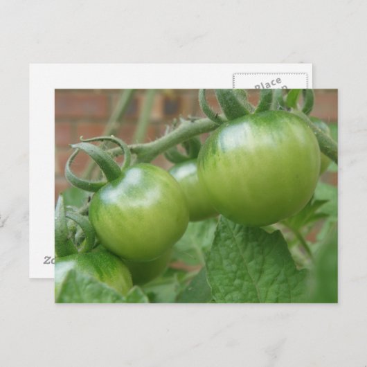 Carte postale Tomates vertes (Devant / Derrière)