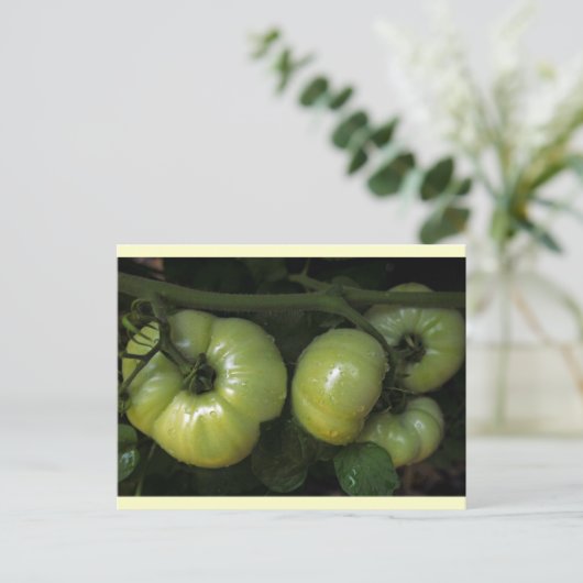 Carte Postale Tomates vertes (Debout devant)