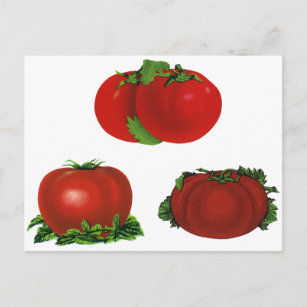 Carte Postale Tomates vintages rouges mûres Nourriture, Fruits, 