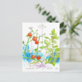 Carte Postale Tomato Basil Garden prier Mantis Art (Debout devant)