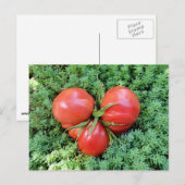 Carte postale Tomato Heart (Devant / Derrière)