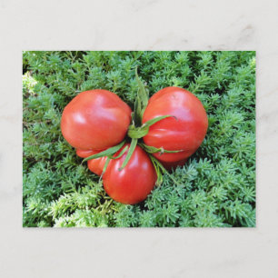 Carte postale Tomato Heart