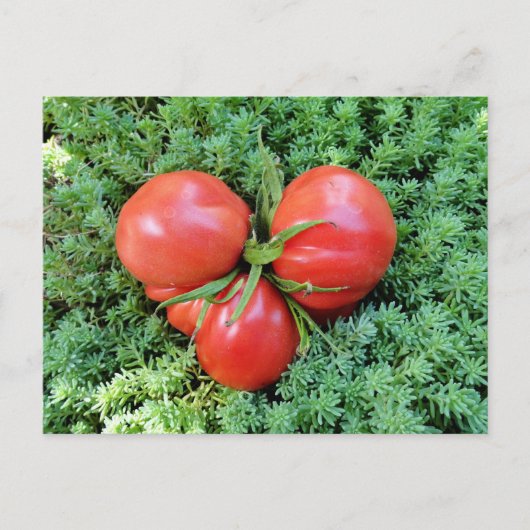 Carte postale Tomato Heart (Devant)