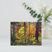 CARTE POSTALE TOMBER COULEURS (Debout devant)