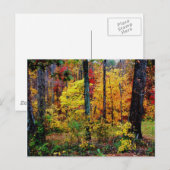 CARTE POSTALE TOMBER COULEURS (Devant / Derrière)