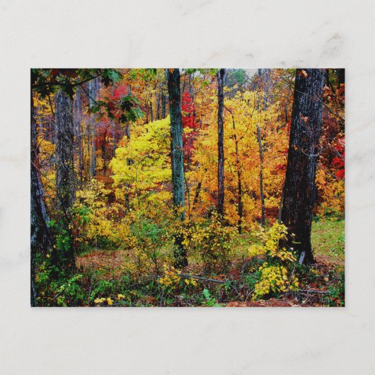 CARTE POSTALE TOMBER COULEURS (Devant)