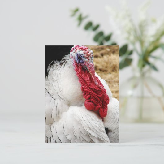 Carte Postale Tommy (Debout devant)