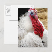 Carte Postale Tommy (Devant / Derrière)