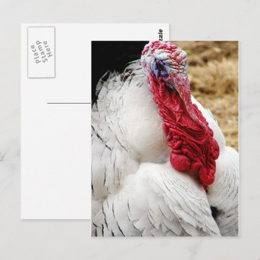 Carte Postale Tommy (Devant / Derrière)