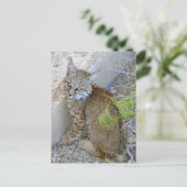 Carte Postale "Tommy" le bobcat sauvé (Debout devant)