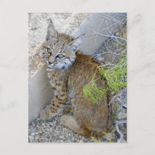 Carte Postale "Tommy" le bobcat sauvé