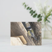 Carte Postale tomtit_1 (Debout devant)