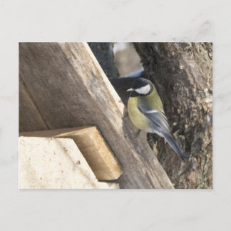 Carte Postale tomtit_1