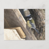 Carte Postale tomtit_1 (Devant)