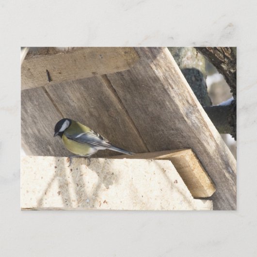 Carte Postale tomtit_3 (Devant)