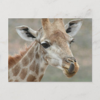 Carte postale Tongue Giraffe