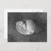 Carte Postale Tonna Tesselata (Devant / Derrière)