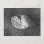 Carte Postale Tonna Tesselata (Devant)