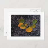 Carte Postale "Tons D'Automne" (Devant / Derrière)