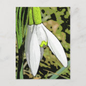 Carte Postale Tons de neige (Devant)