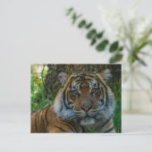 Carte Postale Tony (Debout devant)