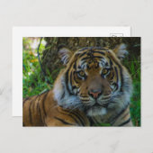 Carte Postale Tony (Devant / Derrière)