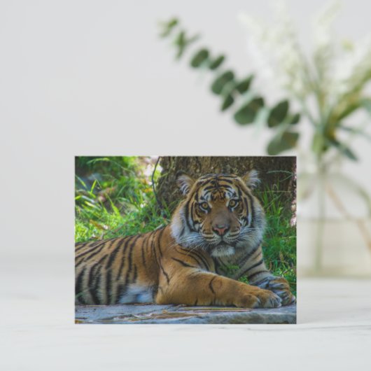 Carte Postale Tony (Debout devant)