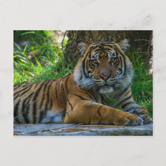 Carte Postale Tony (Devant)