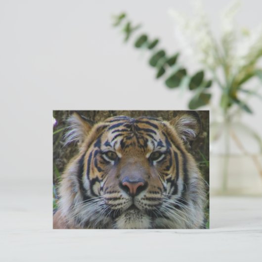 Carte Postale Tony (Debout devant)