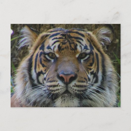 Carte Postale Tony (Devant)