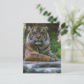 Carte Postale Tony (Debout devant)