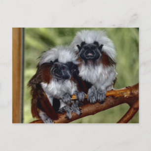 Carte Postale Top du coton Tamarin