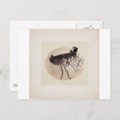 Carte Postale Top Hat and Cane Flea (Devant / Derrière)