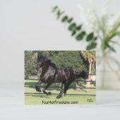 Carte Postale Top Hat Friesians (Debout devant)