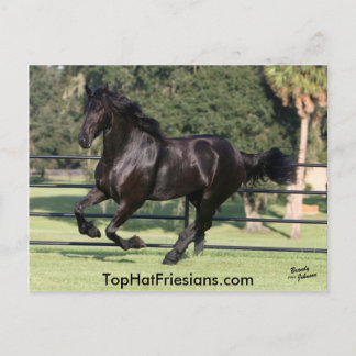 Carte Postale Top Hat Friesians