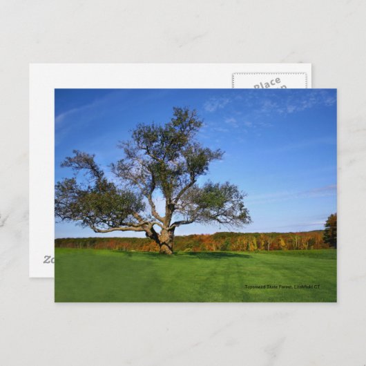 Carte Postale Topsmead State Forest (Devant / Derrière)