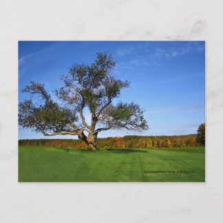 Carte Postale Topsmead State Forest