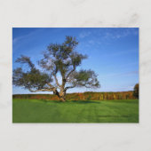 Carte Postale Topsmead State Forest (Devant)