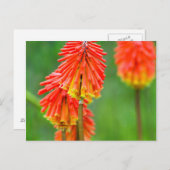 Carte Postale Torch Lily (Kniphofia Uvaria), Cap occidental (Devant / Derrière)