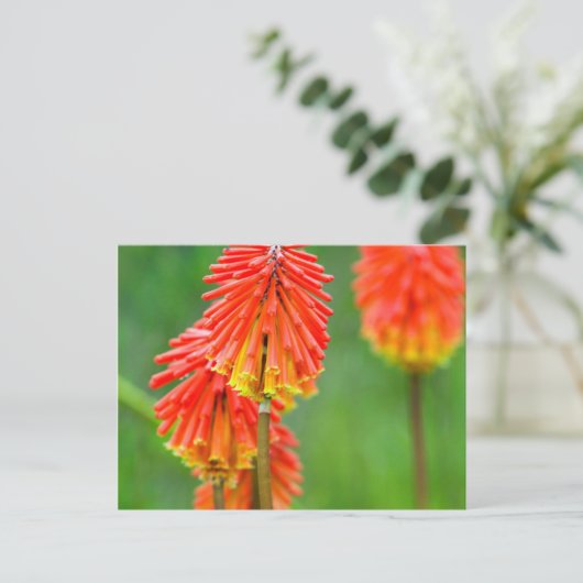 Carte Postale Torch Lily (Kniphofia Uvaria), Cap occidental (Debout devant)