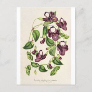 Carte Postale Torenia Asiatica par Charles Antoine Lemaire