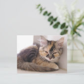 Carte Postale Tori (Debout devant)