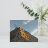 Carte Postale Torrey Pine à Sunset California Coast (Debout devant)